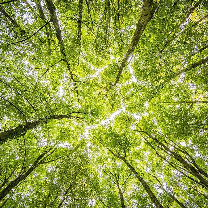 tree tops from the view of the ground