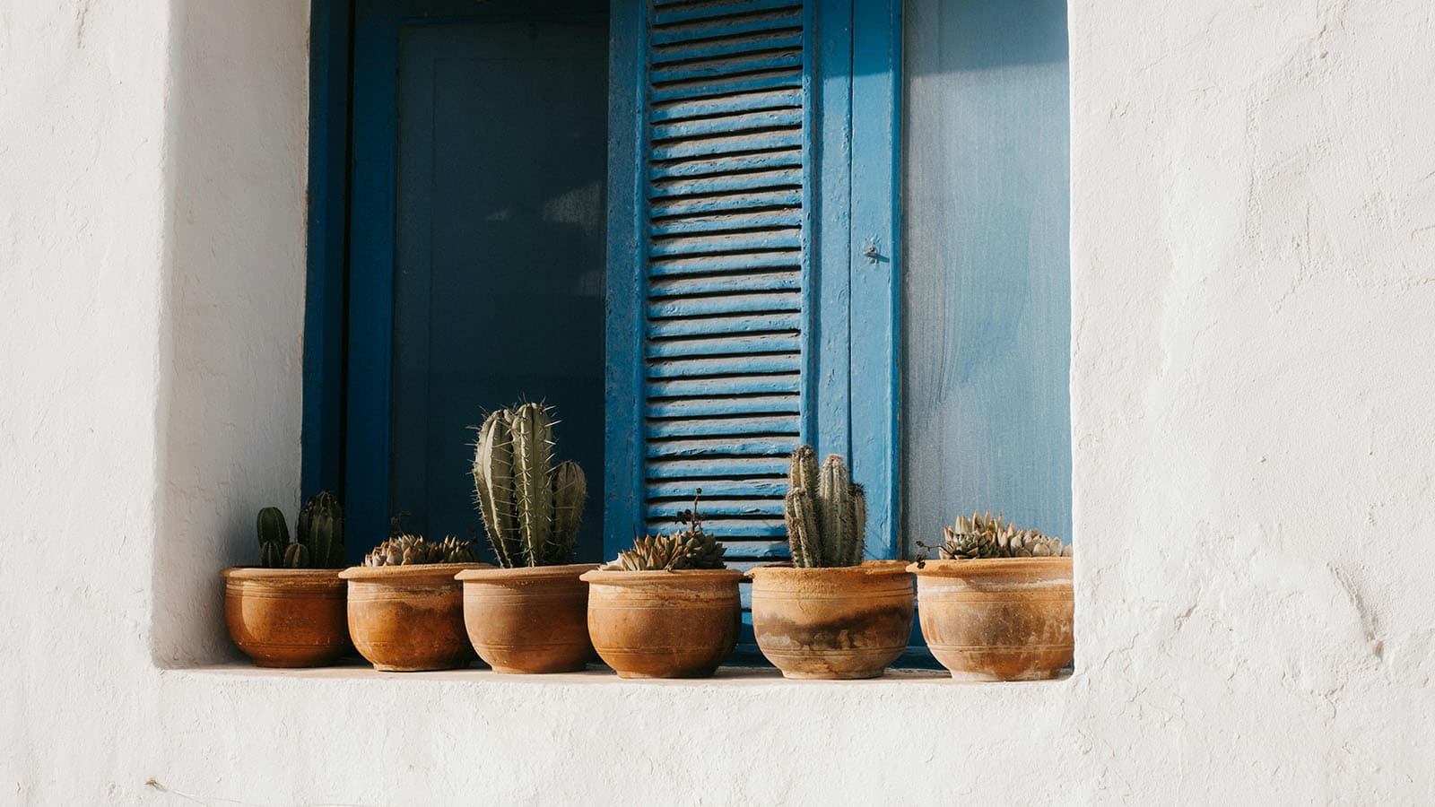 different plants in plant pots on a window sill